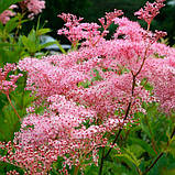 Лабазник таволга рожева саджанці в контейнерах Filipendula palmata, фото 2