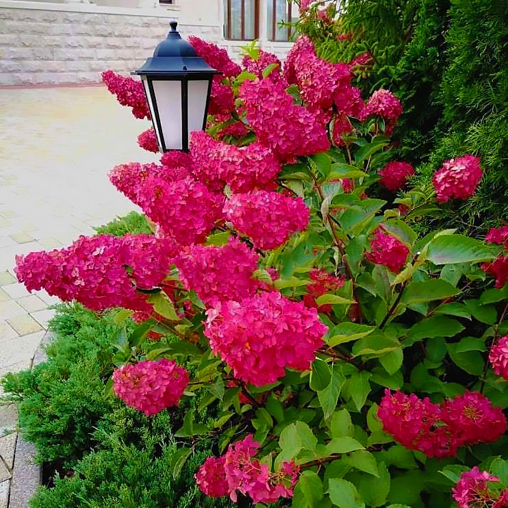Саженці Гортензії волотистої Фрайз Мельба (Hydrangea paniculata Fraise Melba) 3-х річна С3