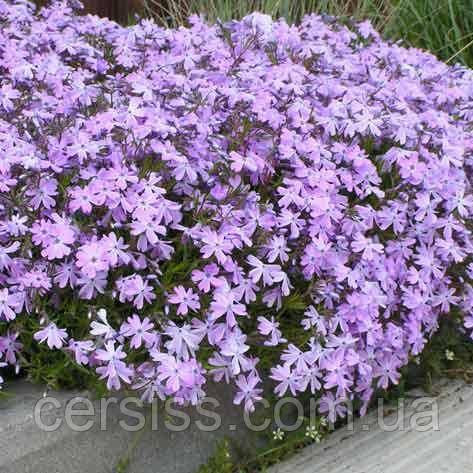 Флокс шиловидний Вільсон, Phlox subulata Wilson, фото 1