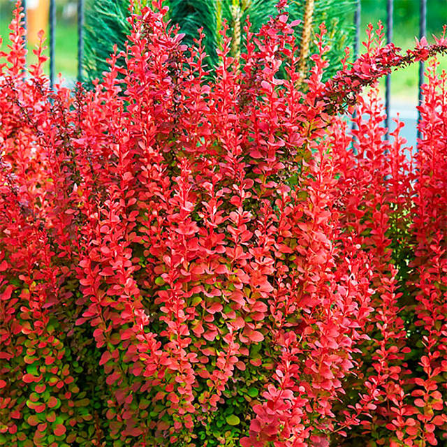 Алла мен Кузя секс видео