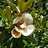 Магнолія оберненояйцевидна (розсада), Magnolia obovata, фото 3