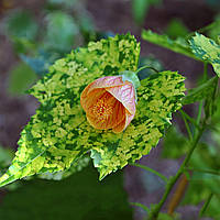 Абутилон мраморный укорененный черенок Abutilon megapotamicum marmoratum