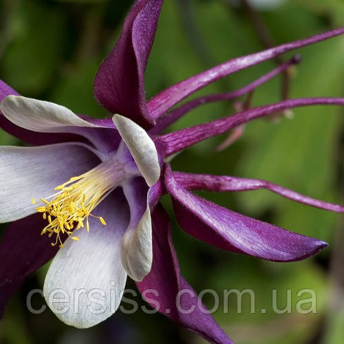 Аквілегія колір мікс саджанці в горщику Aquilegia