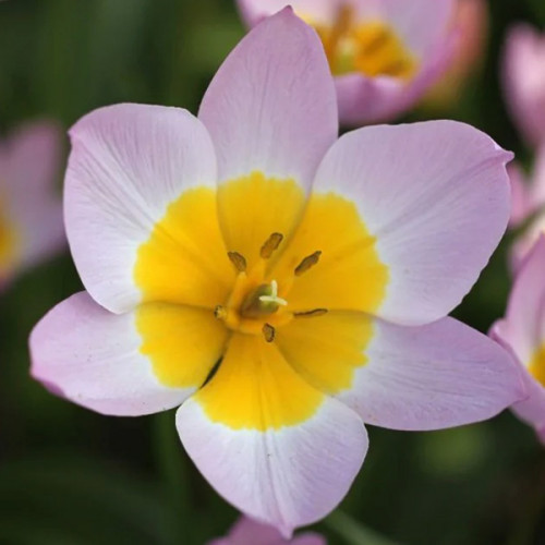 Луковиці тюльпанів ботанічних Saxatilis 5 шт.