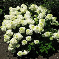 Саджанці Гортензії волотистої Сільвер Долар (Hydrangea paniculata Silver Dollar)