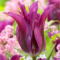 Луковиці тюльпанів вірідифлора Purple Doll 3 шт.