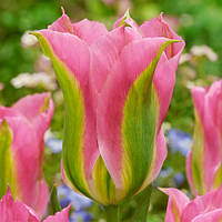 Луковиці тюльпанів віридіфлора Virichic 3 шт.