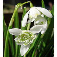 Луковицы и клубни цветов. Товары и услуги компании "Цветочный центр ...