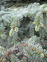 Ель Глаука Коника Picea glauca Conica C100L h200-220