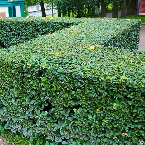 Саджанці Кизильника блискучого, вертикального (Cotoneaster lucidus) Р9, фото 1