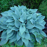 Хоста Blue Cadet, середня.