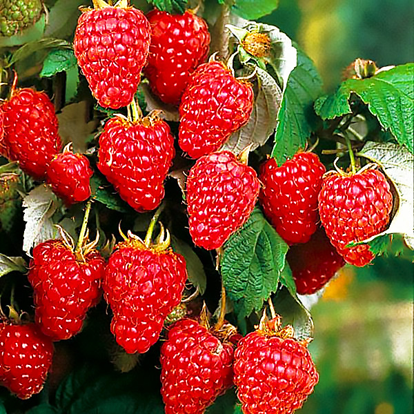 Саджанці ремонтантної малини Міраж - великоплідна, невибаглива, фото 1