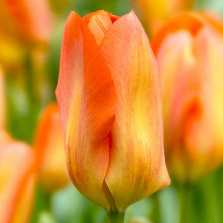 Луковиці тюльпанів гібриду Фостера Orange Breeze 3 шт.