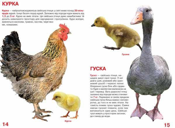 Енциклопедія для допитливих "Світ навколо нас. Велика книжка. Свійські тварини" | Кристал Бук, фото 3