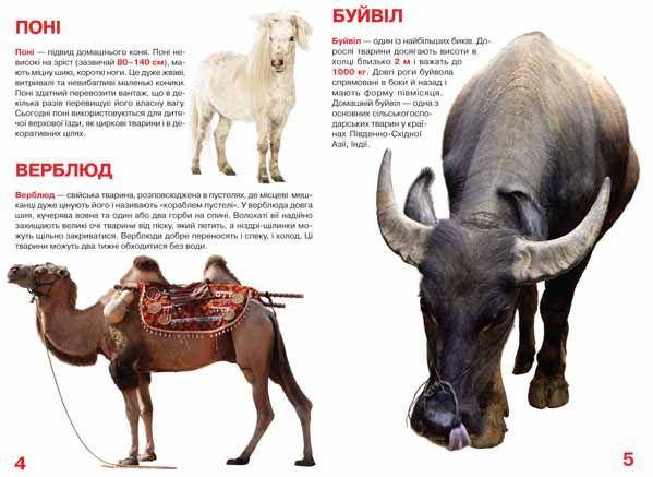 Енциклопедія для допитливих "Світ навколо нас. Велика книжка. Свійські тварини" | Кристал Бук, фото 4