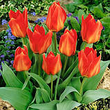 Луковиці тюльпанів гібриду Фостера Princeps 3 шт., фото 2