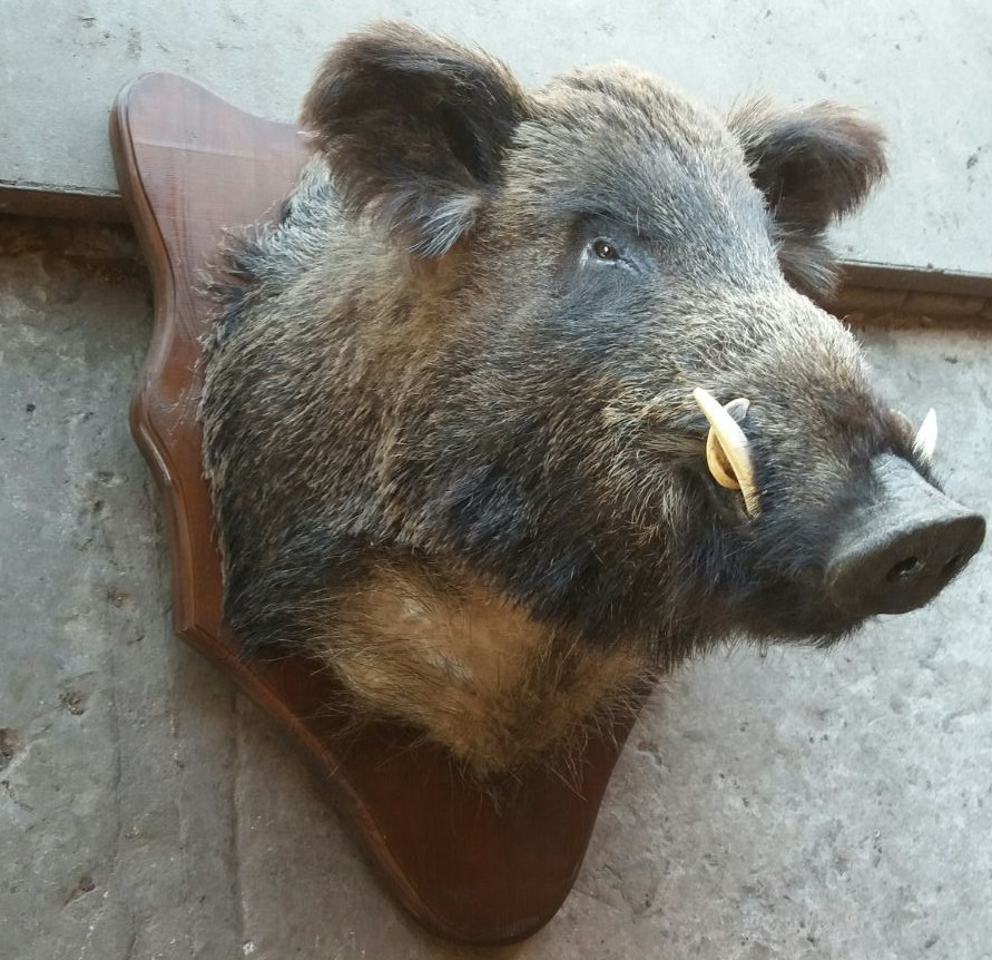 Чучело голови кабана, фото 1