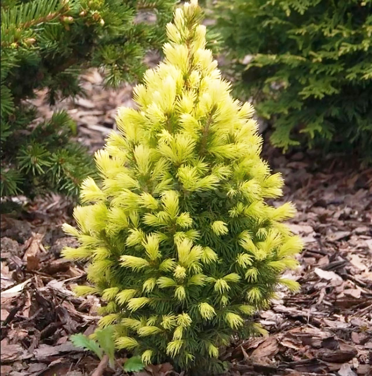 Саджанці Ялини канадської Дейзі Уайт, 4-х річна (Picea glauca Daisy's White) С3