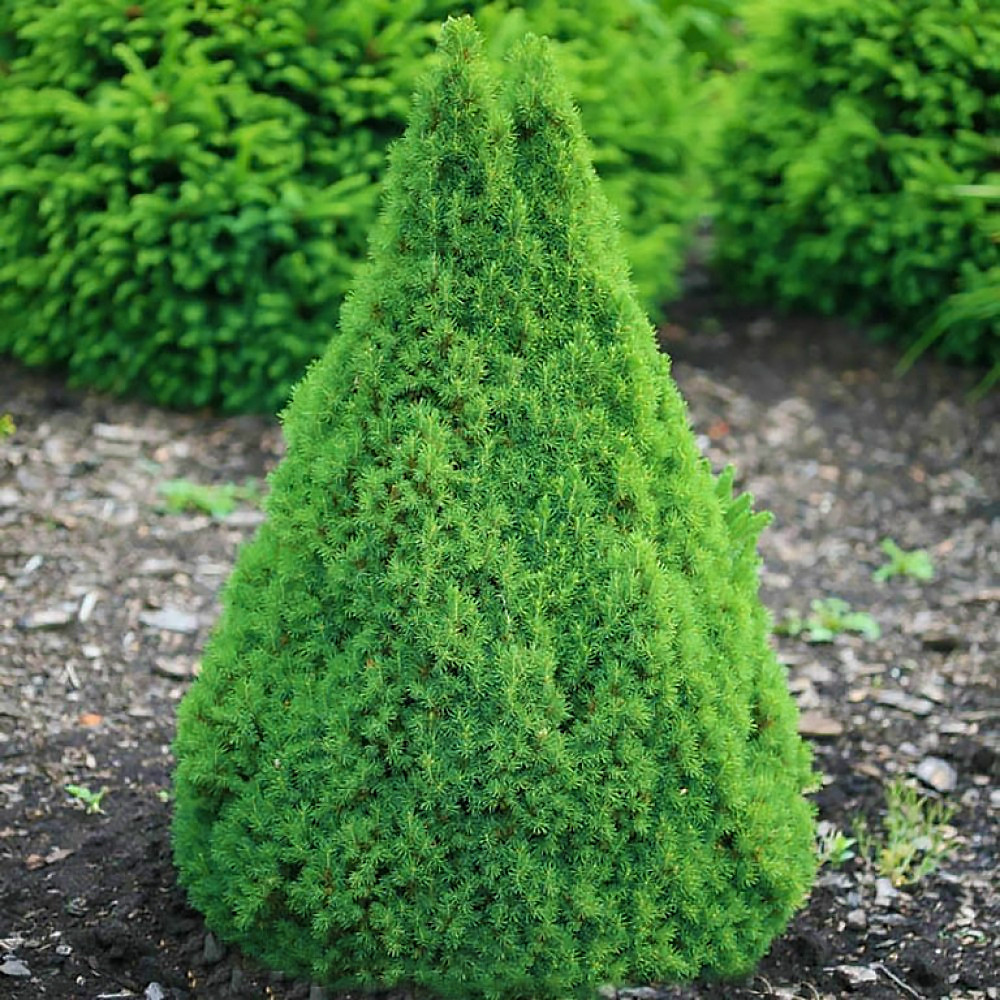 Саджанці Ялини канадської Коніка, 3-х річна (Picea glauca Conica) С2