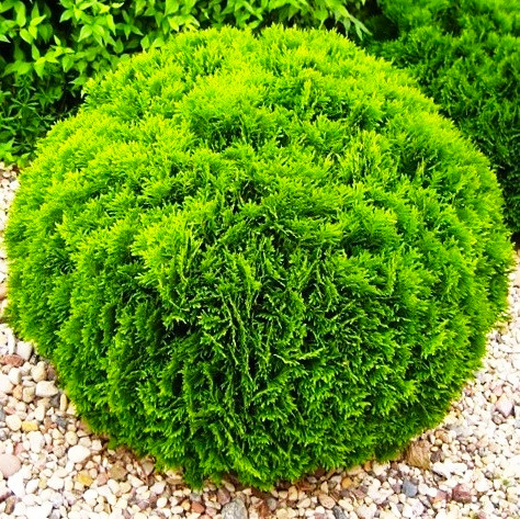 Саджанці Туї західної Даніка, 4-х річна (Thuja occidentalis Danica) С3