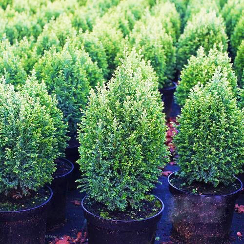 Саджанці Кипарисовика Лавсона Сноу Вайт, 4-х річний (Chamaecyparis lawsoniana Snow White) С3