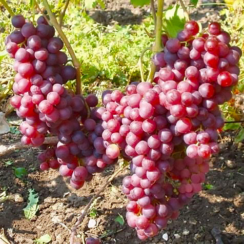 Саджанці Винограду Атлант Запорізький - середнього терміну, великоплідний, морозостійкий, фото 1