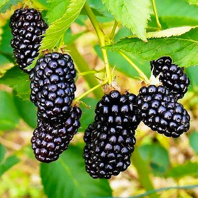 Саджанці ожини Торнфрі (Thornfree) - безколючкова, урожайна, невибаглива, фото 1