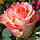 Саджанці троянди "Duett" (Дует), фото 2