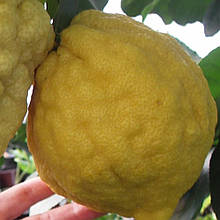 Цитрон Шишкан (контейнер 1рік)