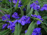 Традесканция садовая (фиолетовые цветы) Сорт Ирис Корневища