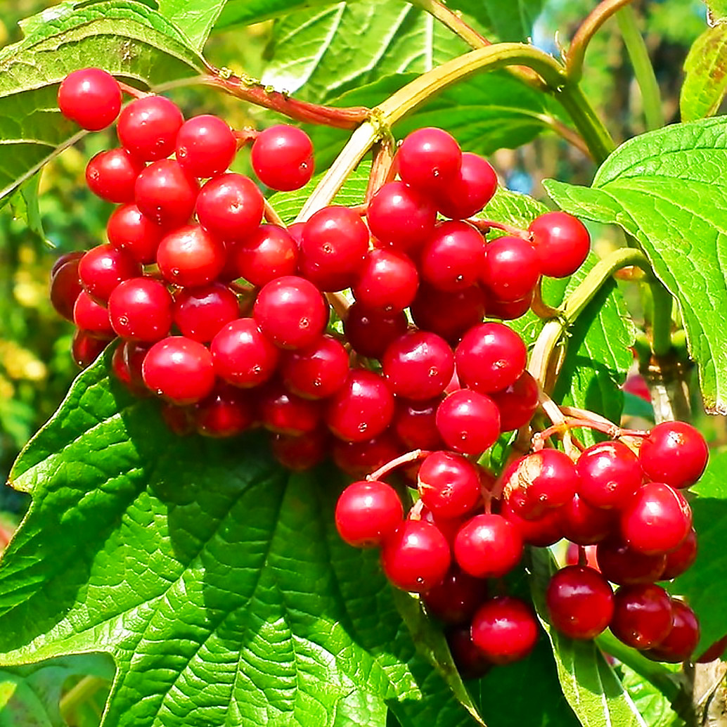 Саджанці калини червона Еліксир (Viburnum opulus) - середня, бордова, зимостійка