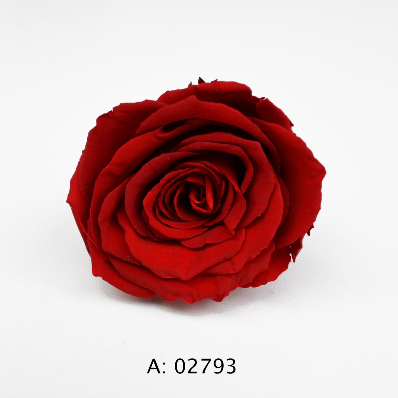 Троянда червона велика Ø5-6 см Verona Red, 1 бутон