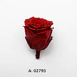 Троянда червона велика Ø5-6 см Verona Red, 1 бутон, фото 3