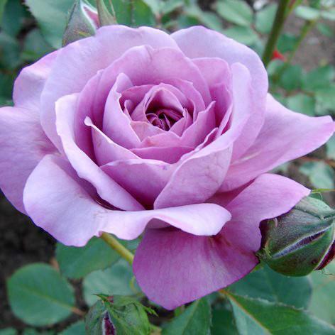 Саджанці троянди "Blue Parfum"(Блю Парфюм), фото 1