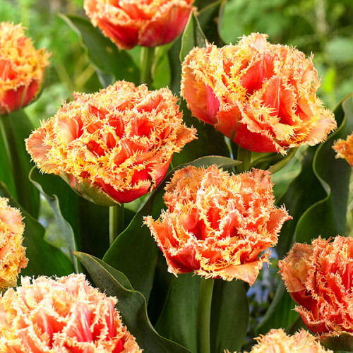 Луковицы тюльпанов махровых +бахромчатых Brisbane 2 шт - фото 2 - id-p1424521514