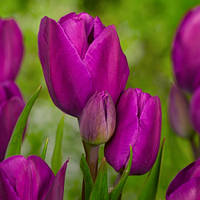 Луковиці тюльпанів багатоквіткових Purple Bouquet 2 шт.