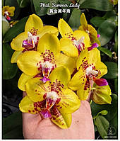 Орхідея Phal. Summer Lady, підліток 1,7,  квітка 7см/ воск. АРОМА