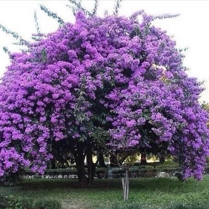 Саджанці павловнії сорт Фенікс в високому конт. 3,5 л