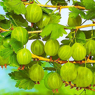 Саджанці Агрусу Малахіт - середньо-ранній, ароматний, урожайний