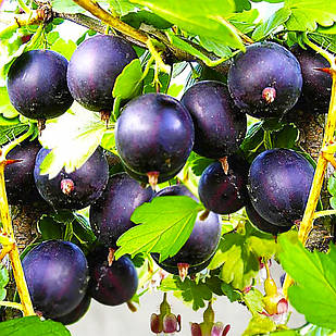 Саджанці Агрусу Чорномор - середньо-пізній, солодкий, урожайний