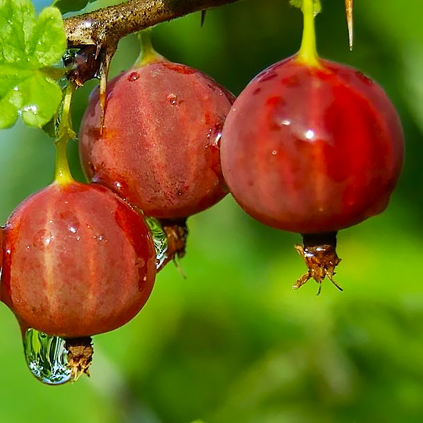 Саджанці Агрусу Карпати - середній, урожайний, зимостійкий, фото 1