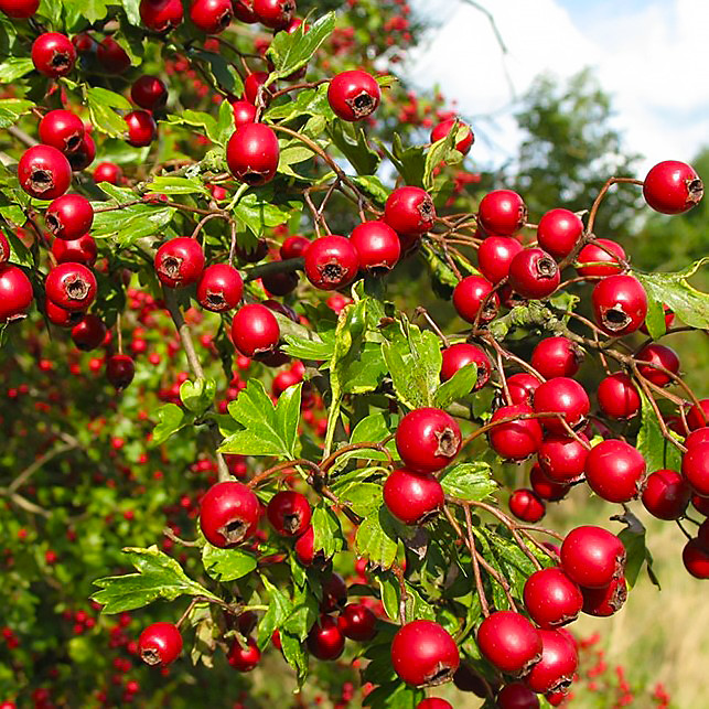 Саджанці Глоду Геракл (Crataegus Gerakl)