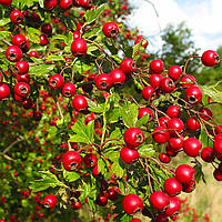 Саженцы Боярышника Геракл (Crataegus Gerakl)