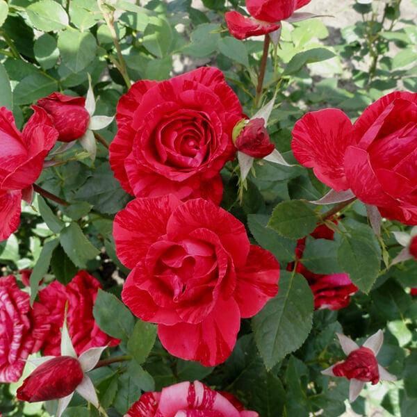 Виктория Париж анал порно онлайн