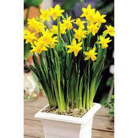 Нарцис мініатюрний