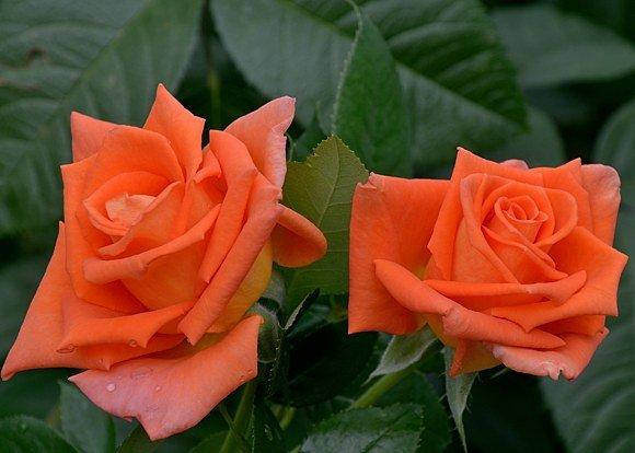 Кішкентай лесбиянка Онлайн порно секс машина БДСМ