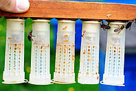 Клеточки (бигуди) для пасеки, вывода маток пчел