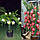 Рослина Питахая (Pitahaya) Червона чоренкована. 20-25 см. Кімнатний, фото 3