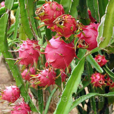 Рослина Питахая (Pitahaya) Червона чоренкована. 25-30 см. Кімнатний