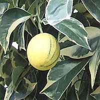 Апельсин Тарокко пестролистий червоний (Tarocco folis variegatis tardivo) 10-20 см. Кімнатний